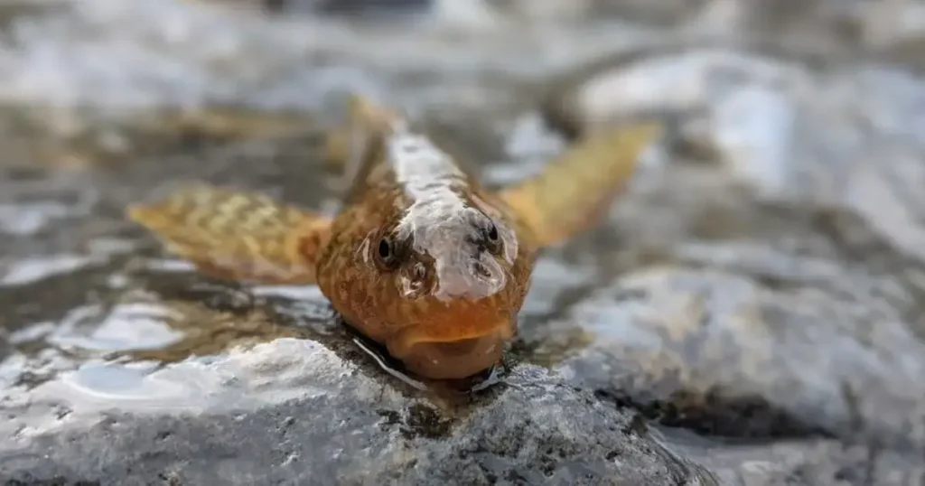 Aspicul, peste preistoric localizat intr-un rau rece de munte