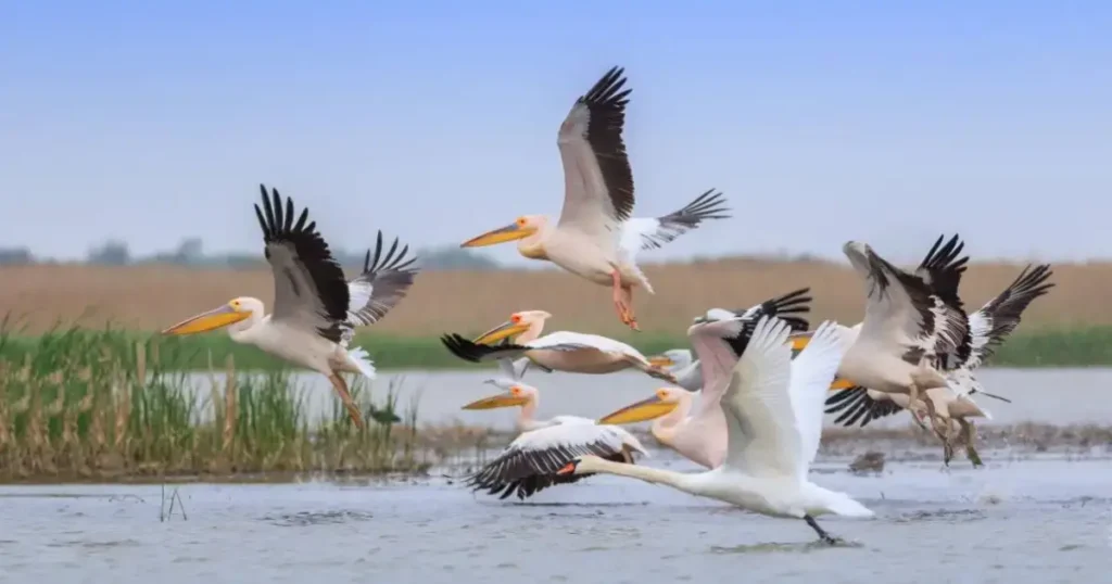 Pasari din Delta Dunarii pelicani