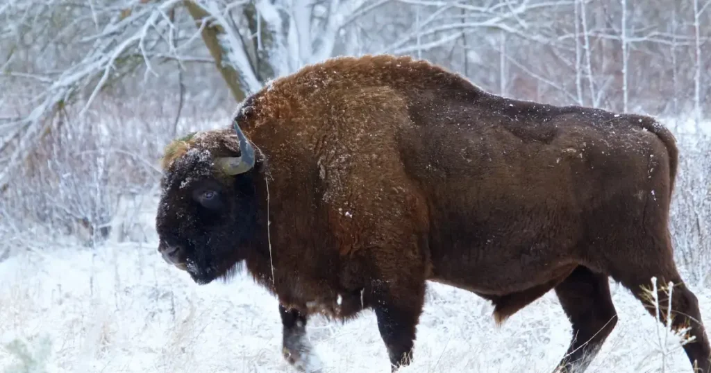 Bizon European  in zapada
