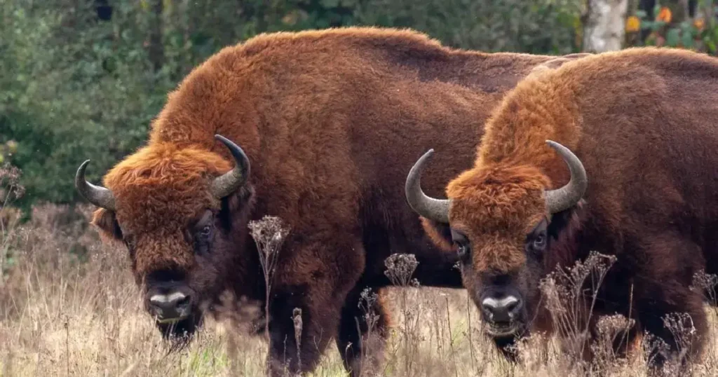 Bizoni europeni in salbaticie