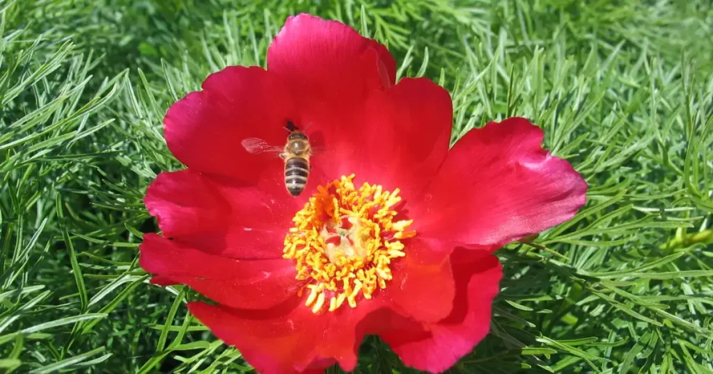 Bujorul de stepa sau bujorul stalbatic