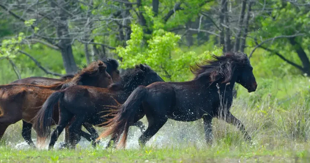caii salbatici din Delta Dunarii