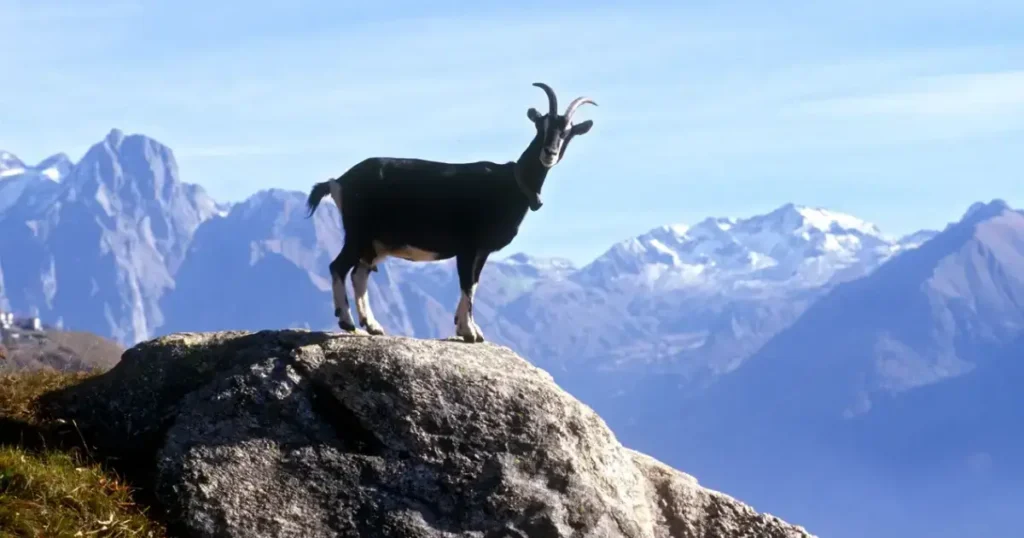 Capra neagra intr-un peisaj montan