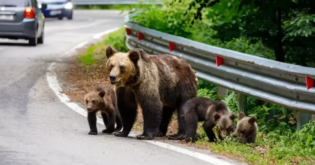 Familie de ursi pe strada