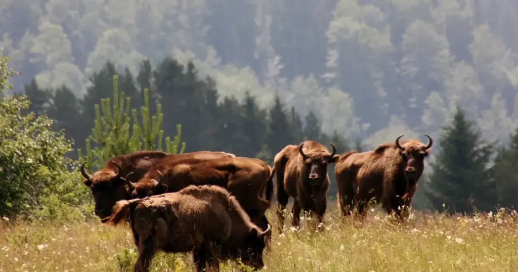 Familie de zimbri sau bizoni europeni