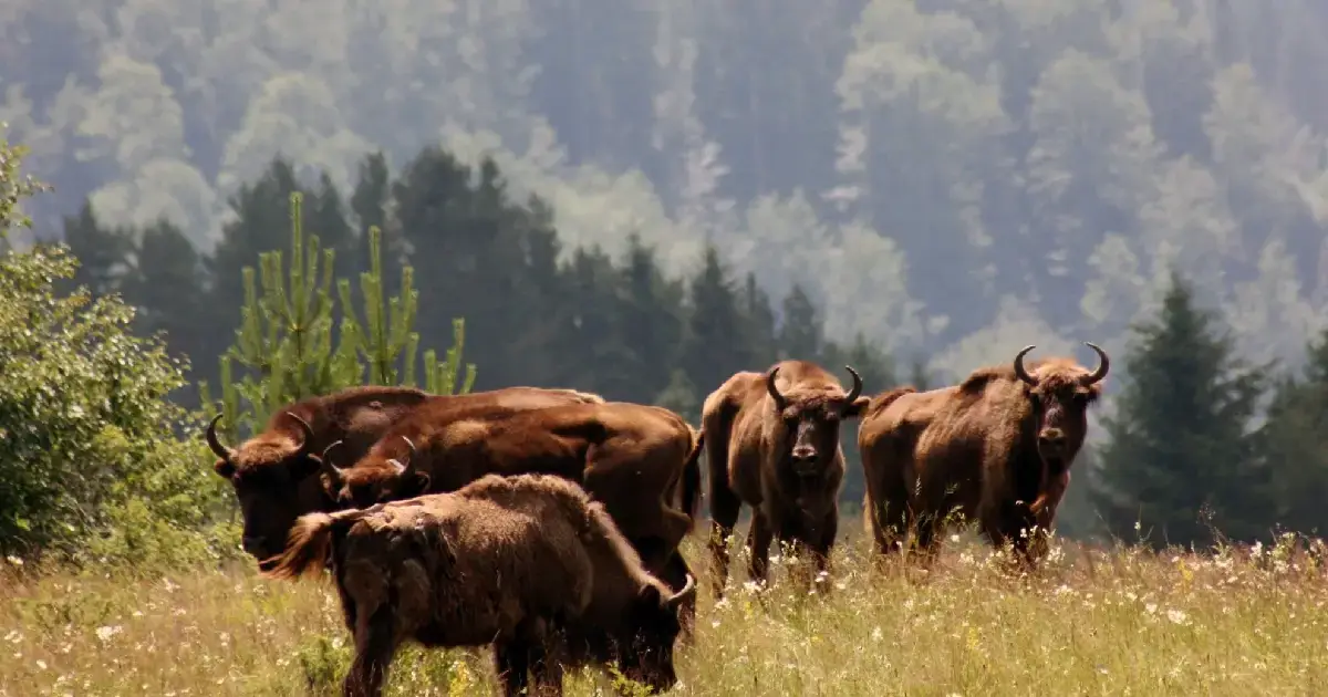 Familie de zimbri sau bizoni europeni