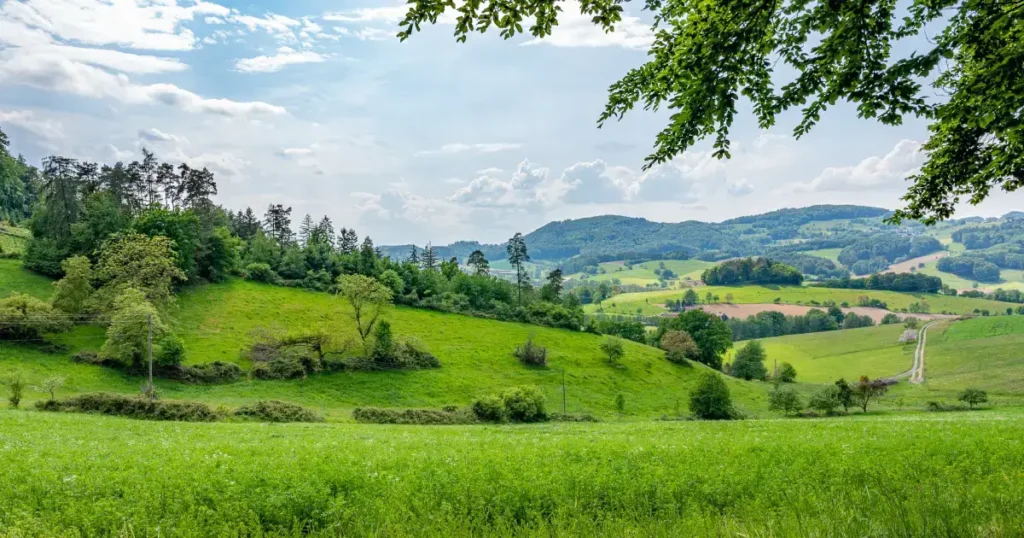peisaj din natura vara