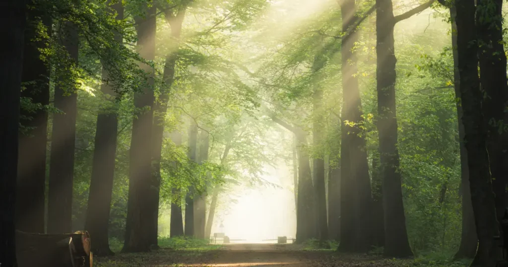 razele soareului patrund in padure