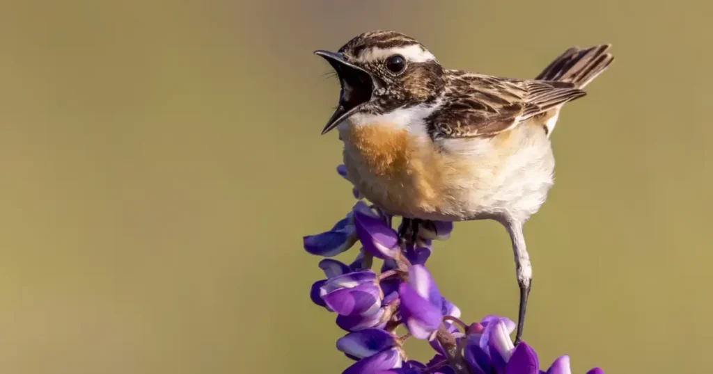 Pasare pe o floare care ciripeste