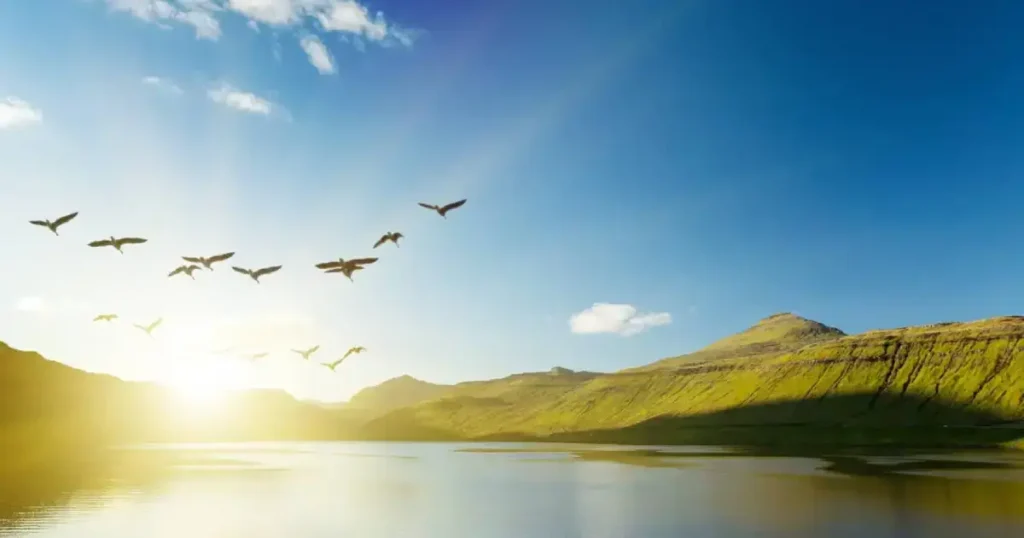 Pasari care zboara liber in natura