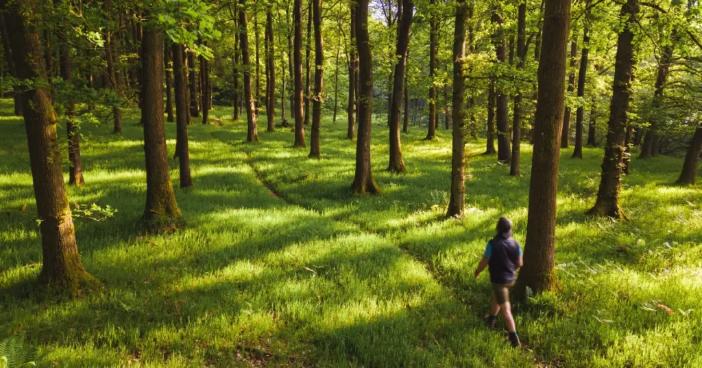 Barbat care se plimba in padure