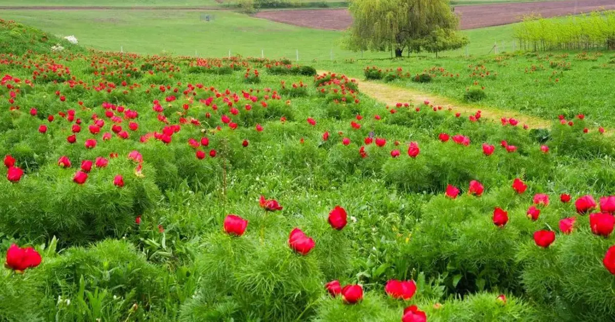 Rezervatia de bujori de stepa
