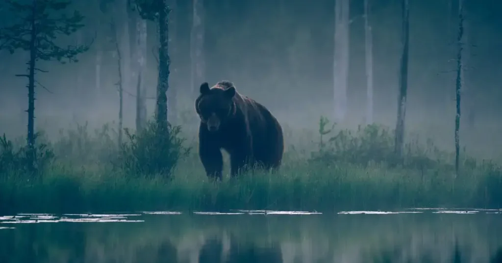 Urs surprins langa apa