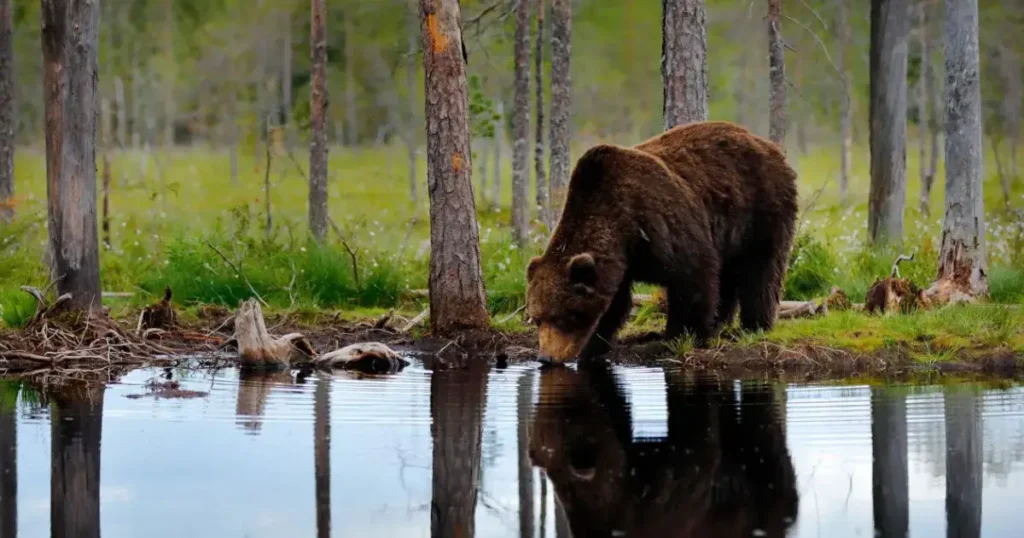 Urs in padure care bea apa