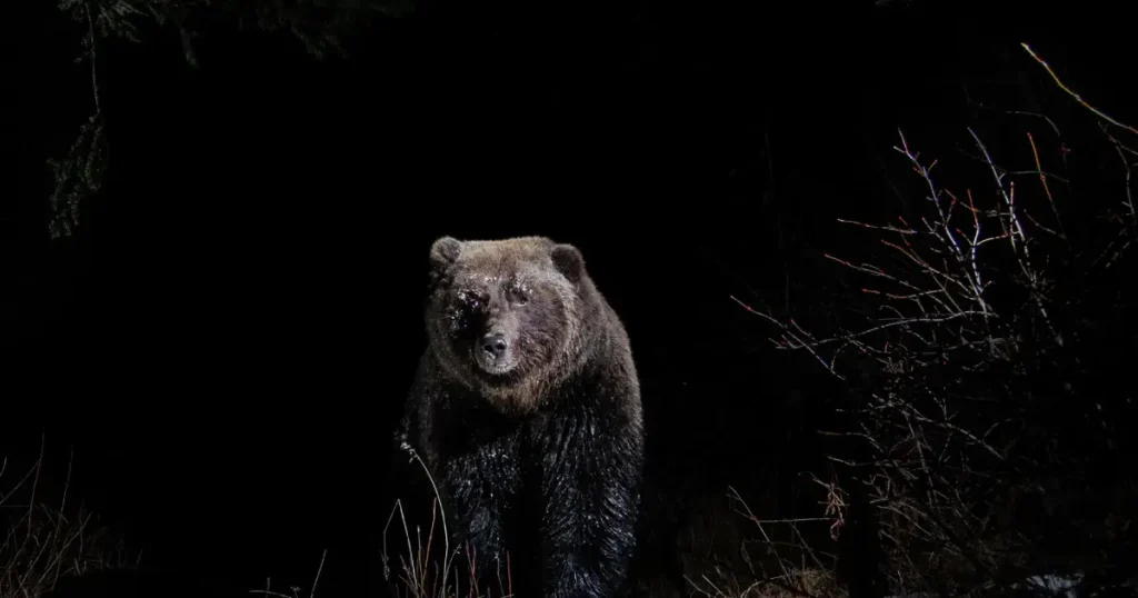 Urs surprins noaptea