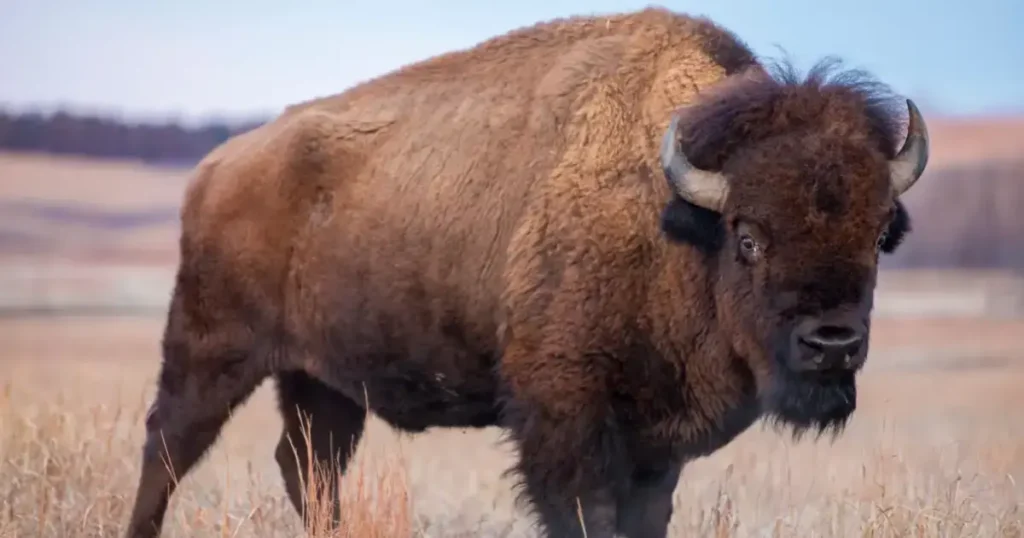 Zimbru sau Bizonul European